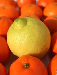 Vitamin C Supplements Rda Myths